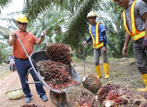 Malaysian Palm Oil