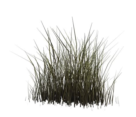 Dry Grass 2 Png Overlay By Lewis4721 On Deviantart Grass Herbs