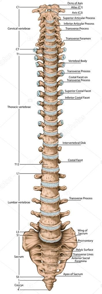 Bone science human diagram anchor chart human body health back skeleton. Didactic board, anatomy of human bony system, human ...