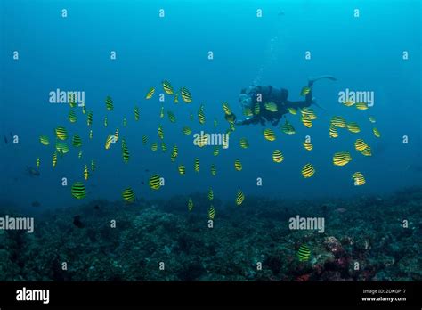 Person Scuba Diving Undersea Stock Photo Alamy