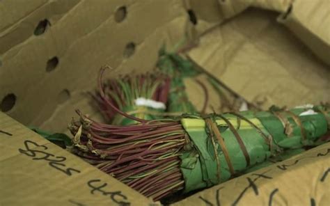 Idf Prohibits Khat Chewing Freon Huffing The Times Of Israel