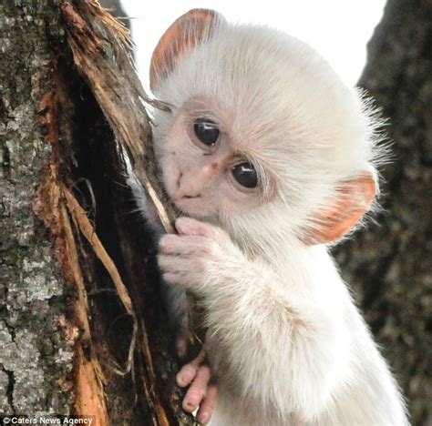 He May Look Unusual But Dont Worry Hes All White Albino Monkey
