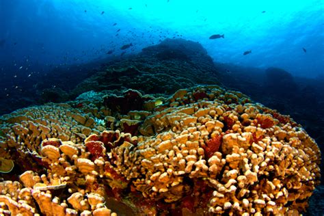 Human Impacts Are Decoupling Coral Reef Ecosystems