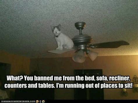 On The Ceiling Fan Crazy Cats Funny Animals Funny Animal Pictures
