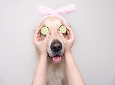 10 Special Ways to Pamper Your Pets - Neater Pets