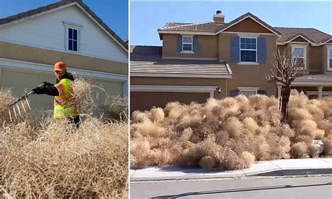 tumbleweeds bury homes in california and utah daily mail online