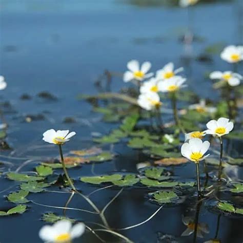 How To Plant And Grow Water Crowfoot Ranunculus Aquatilis Pond Informer