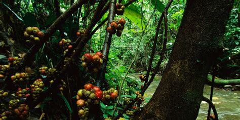 Fruit Trees In The Tropical Rainforest