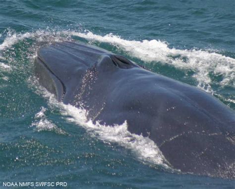 Brydes Whale New Zealand Endangered Species