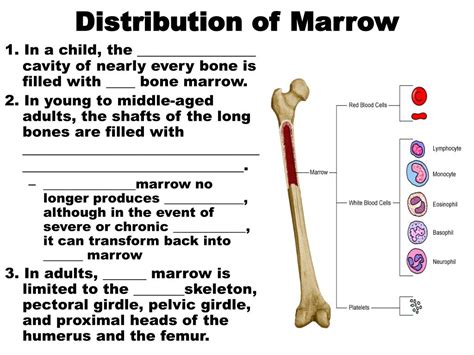 Ppt Long Bone Structure Powerpoint Presentation Free Download Id