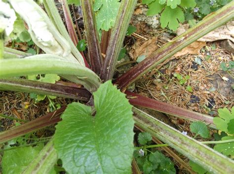 Watch when to harvest rhubarb & how much to pick. Is This Rhubarb Or Weed ? | TheEasyGarden.com