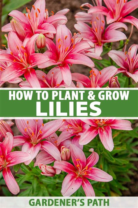 How To Plant And Grow Lilies Gardeners Path