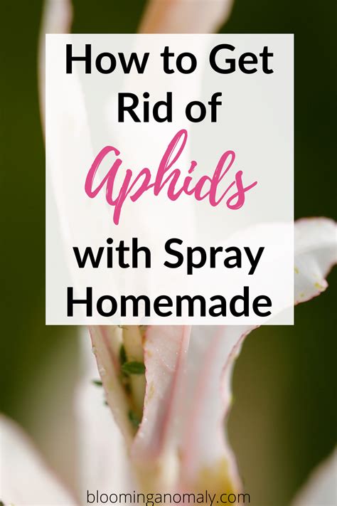 How To Get Rid Of Aphids With Spray Homemade Get Rid Of Aphids