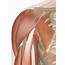Upper Arm Muscle Diagram — UNTPIKAPPS
