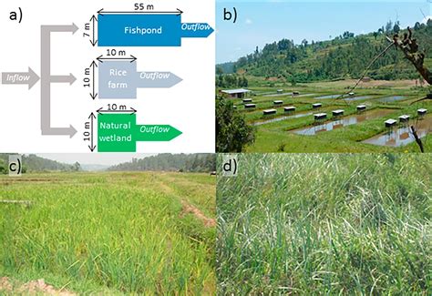 Effects Of Wetland Conversion To Farming On Water Quality And Sediment