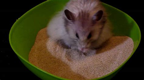Cute Hamster Playing In Sand Bath Youtube