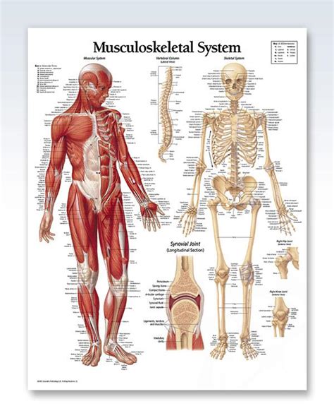 Musculoskeletal System Chart X Musculoskeletal System Body Systems Medical Posters