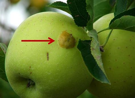 It also attacks plums, pears, and apricots. Plum Curculio | NC State Extension Publications