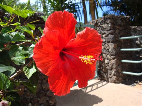 Hibiscus In Maui By Jowogo
