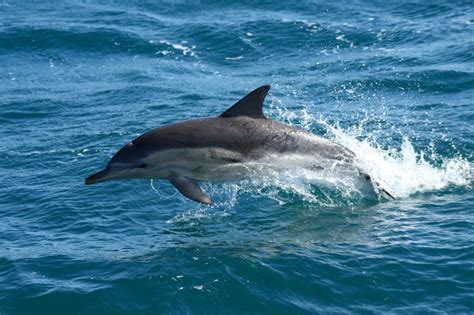 Sensational Seal And Dolphin Photos This Winter Australian Wildlife