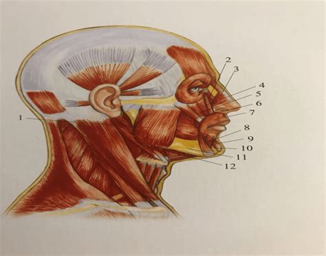 Head Muscles Lateral View Quiz