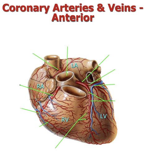 Coronary Arteries Veins Anterior View Diagram Quizlet