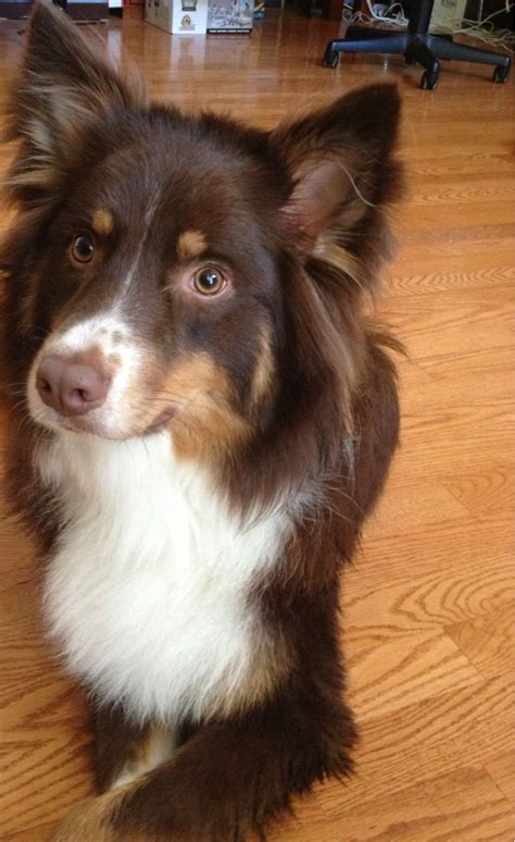 Australian Shepherd Red Tri I Think They Look Better With The Ears Up