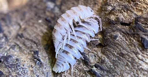 Isopod