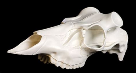 Mountain Mikes Whitetail Deer Medium Reproduction Skull European Skull