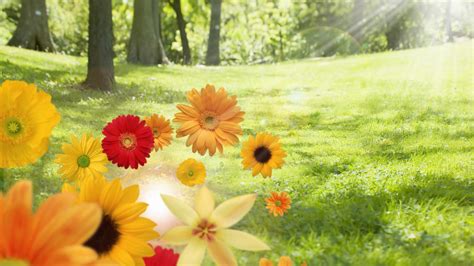 Free Download Sunshine Summer And Color Flowers Desktop Backgrounds