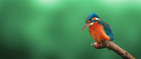 16 Kingfisher Bird Images Hd Background Wallpaper Hd Collections