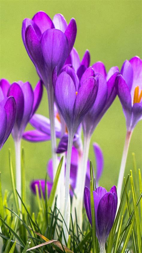 Purple Crocuses Wallpapers Hd Wallpapers Id 12692