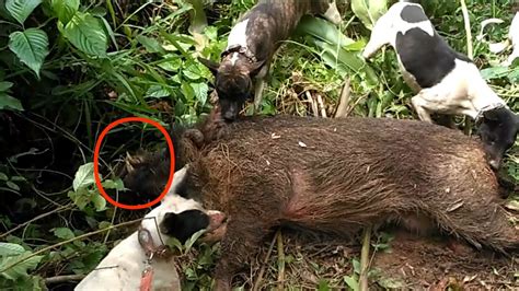 Berburu Babi Hutan Part Dapat Babi Taring Panjang Spot Majenang