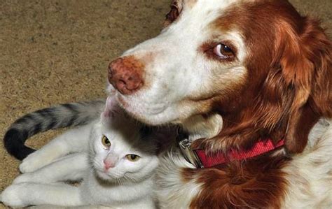 15 Photos That Prove Cats And Dogs Can Get Along Mnn