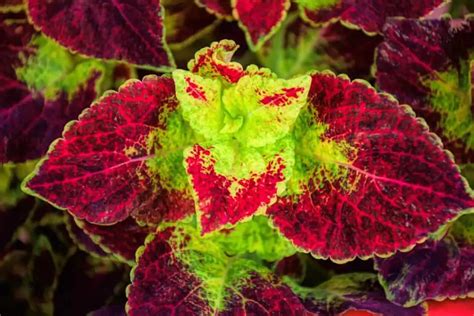 Top 15 Houseplants With Red And Green Leaves Adorn Your Home