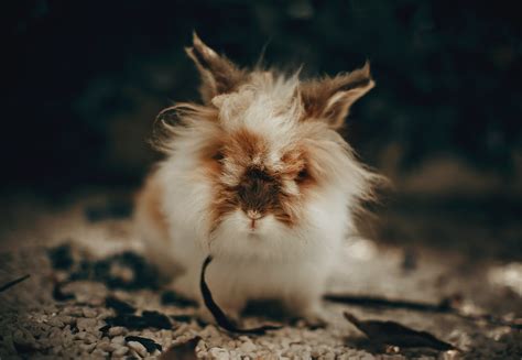 Lionhead Rabbit Wallpapers Wallpaper Cave