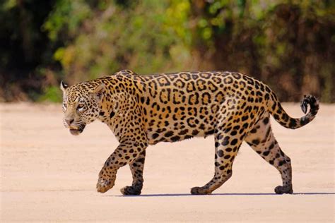 Brazilian National Animal It Is Not The Jaguar Tripster Panda