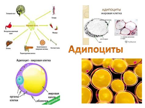 Жировая ткань эндокринный орган презентация онлайн