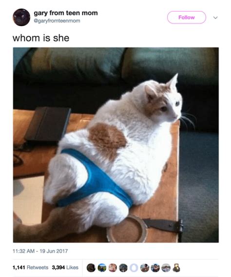 18 Wholesome Memes About Cats That Will Make You Laugh