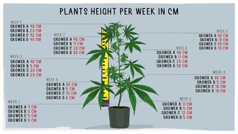 Purple Punch Auto Cannabis Strain Week By Week Guide Fast Buds