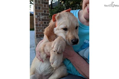 Orange Golden Retriever Puppy For Sale Near Austin Texas B4441c5a D3b1