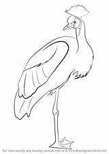 Crane Draw Crowned Drawing Step Birds Tutorials Drawingtutorials101 sketch template