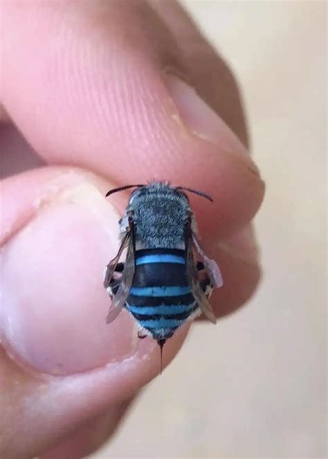 Australian Blue Bee Go Viral After People Discover They Exist Have