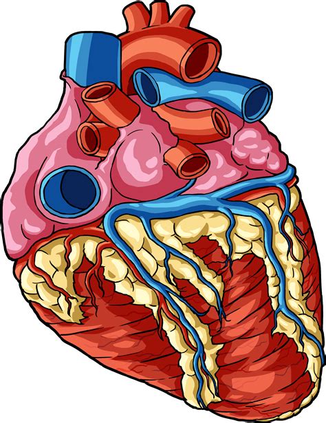 Clipart Anatomical Heart Corazon Dibujo A Lapiz Png Image Transparent