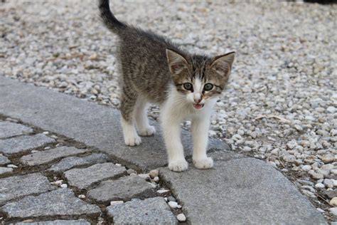 I just want to share my experience with you, and i am wondering if anyone else can relate? Why Is Your Kitten Coughing So Much? | Canna-Pet®
