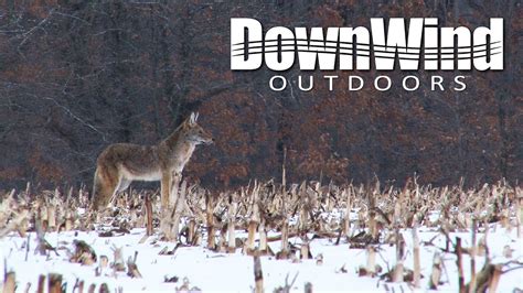 Midwest Coyote Hunting Tad Successful Downwind Outdoors Youtube