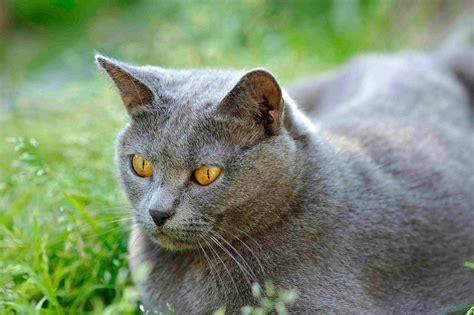 Chat Chartreux Starnimo