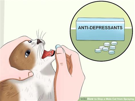 How To Feed Your Cat Wikihow