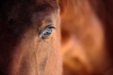 Cataracts And Lens Problems In Horses The Horse