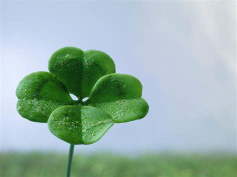Four Leaf Clover On Field Close Up Photograph By Jonathan Knowles